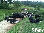 lote de vacas girolanda  boa de leite