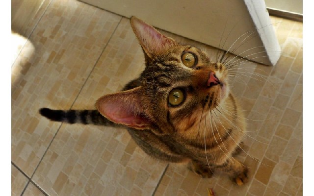 Foto 1 - Pralin gatinha castrada para adoo em brazil